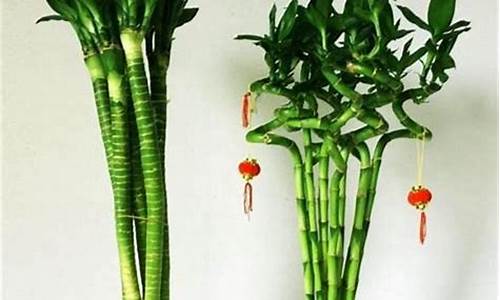 生肖属牛种什么植物-属牛的种什么植物旺财运