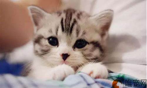 生肖属鼠能不能养猫-属鼠能不能养猫吗