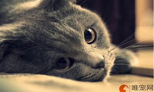 生肖属鼠的人养猫好吗-属鼠的人可以养猫吗属鼠人养猫的大忌