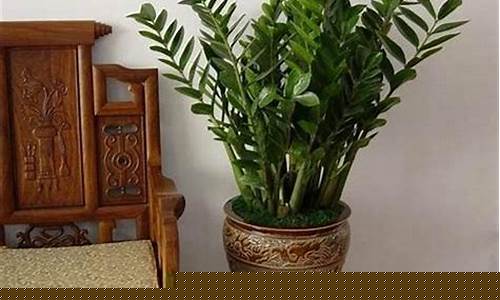 生肖属猪种什么植物好呢-属猪种什么植物运气好