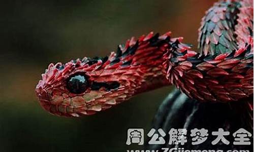 生肖属龙和属蛇配吗-属龙和属蛇的人相配吗