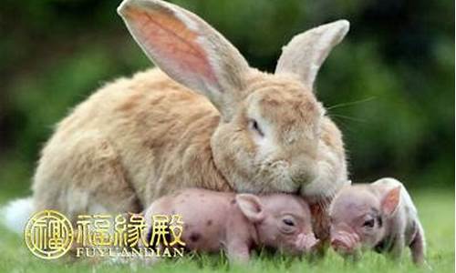 属兔和属猪生肖几合-属兔和属猪的人在一起合适吗?