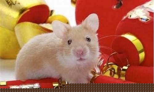 属鼠的和哪个生肖婚配好-属鼠的跟那个生肖适合